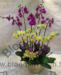 Orchid Phalaenopsis Gift Set - CODE 1134